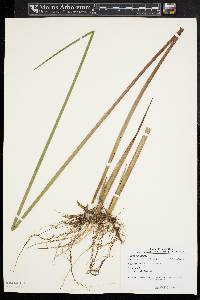 Juncus militaris image