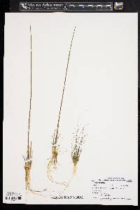 Juncus militaris image