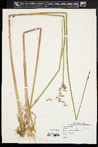 Juncus militaris image