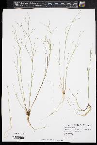 Juncus pelocarpus image