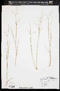 Juncus pelocarpus image