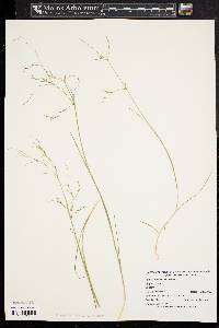 Juncus pelocarpus image