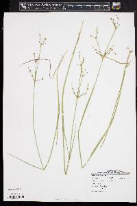 Juncus pelocarpus image