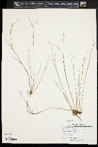 Juncus pelocarpus image