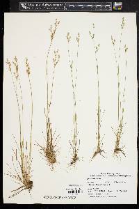 Juncus secundus image