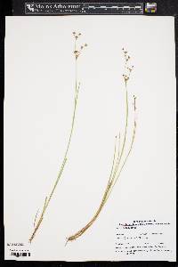 Juncus subcaudatus image