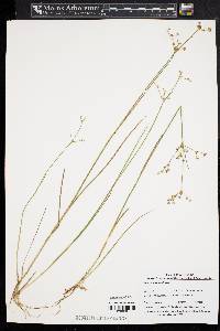 Juncus subcaudatus image