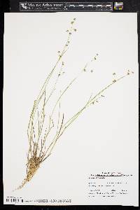 Juncus subcaudatus image