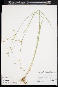 Juncus subcaudatus image