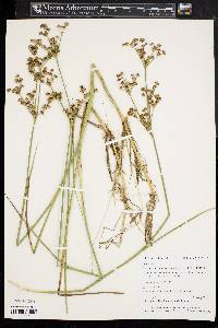 Juncus subcaudatus image