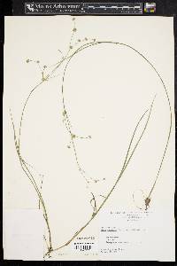 Juncus subcaudatus image