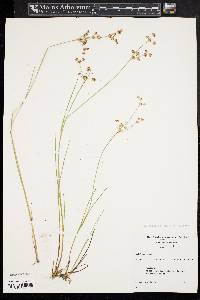 Juncus subcaudatus image