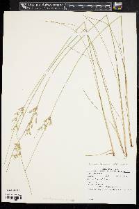 Juncus tenuis var. tenuis image