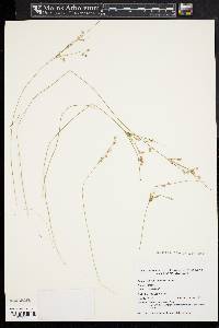 Juncus tenuis var. tenuis image