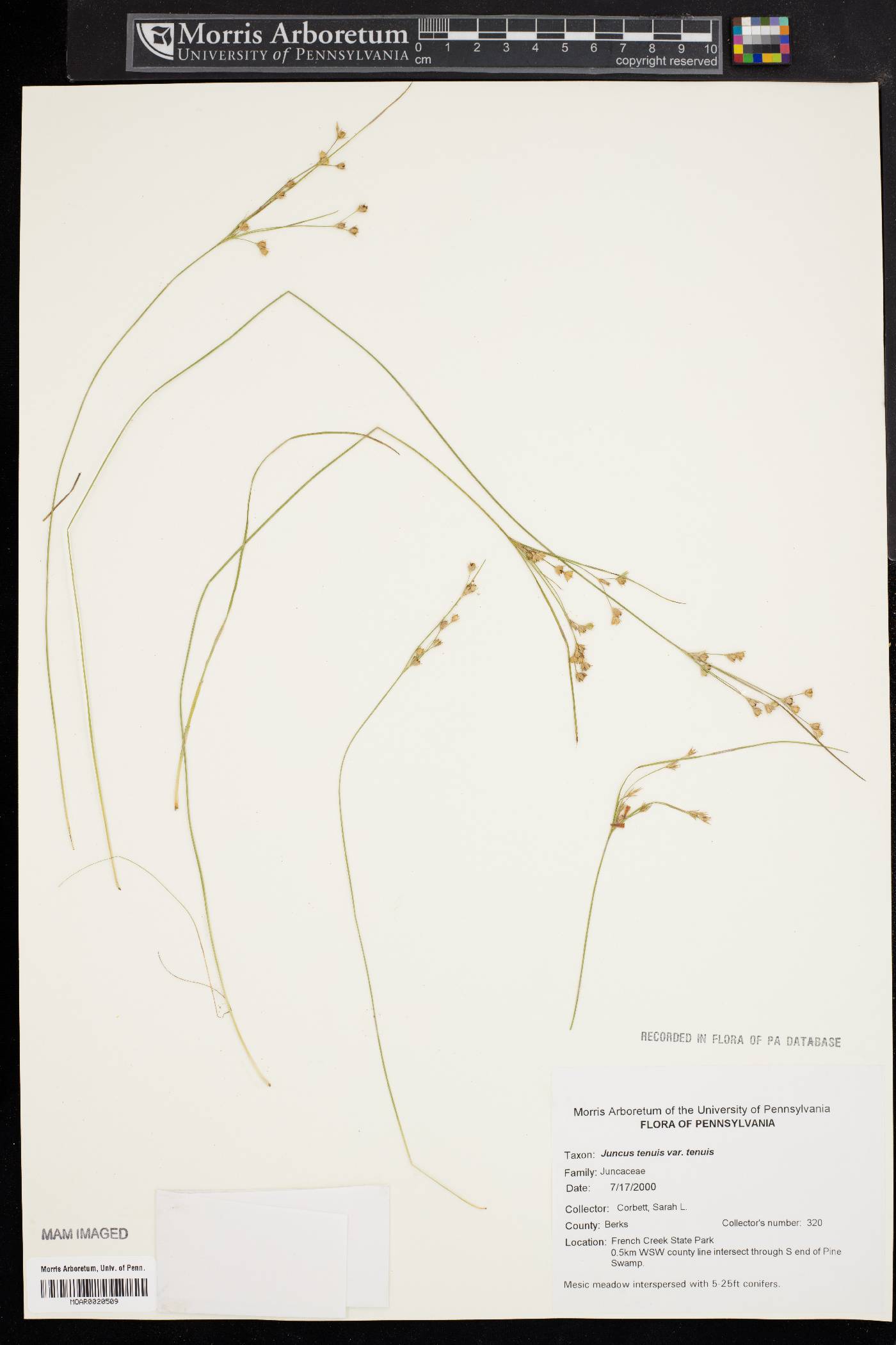 Juncus tenuis var. tenuis image