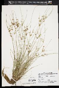 Juncus tenuis var. tenuis image