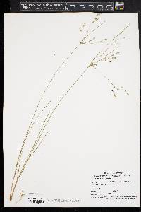 Juncus tenuis var. tenuis image