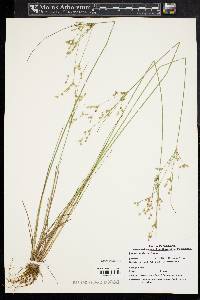 Juncus tenuis var. tenuis image