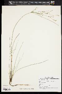 Juncus tenuis var. tenuis image