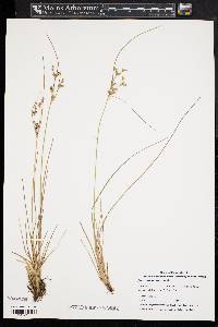 Juncus tenuis var. tenuis image