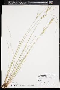 Juncus tenuis var. tenuis image