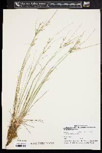 Juncus tenuis var. tenuis image