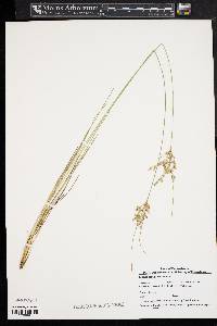 Juncus tenuis var. tenuis image