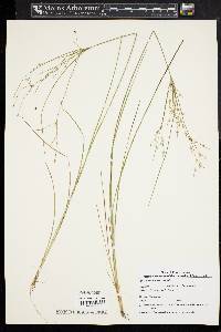 Juncus tenuis var. tenuis image