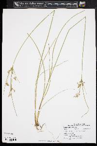 Juncus tenuis var. tenuis image