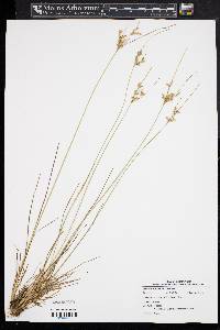 Juncus tenuis var. tenuis image