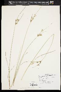 Juncus tenuis var. tenuis image