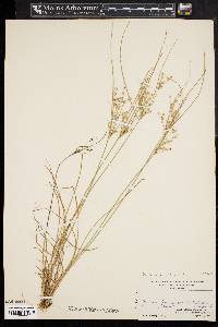 Juncus tenuis var. tenuis image