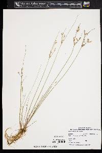 Juncus tenuis var. tenuis image