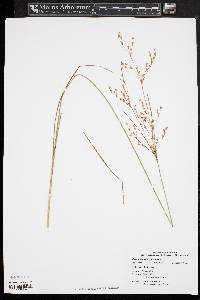 Juncus tenuis var. tenuis image