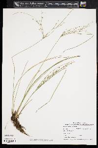 Juncus tenuis var. tenuis image