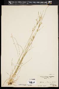 Juncus tenuis var. tenuis image