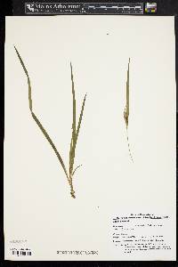 Carex abscondita image