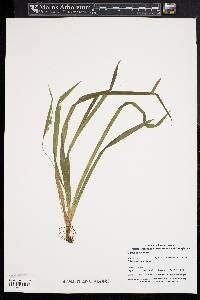 Carex abscondita image