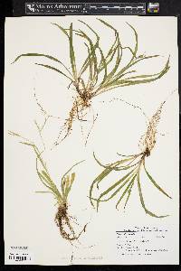 Carex abscondita image