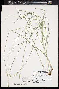 Carex albolutescens image