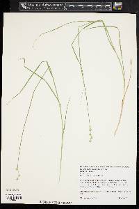 Carex albolutescens image