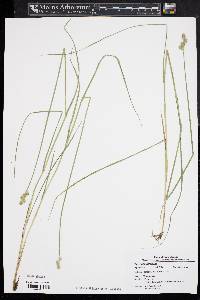 Carex albolutescens image