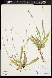 Carex albursina image