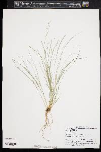 Carex appalachica image