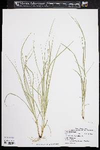 Carex appalachica image
