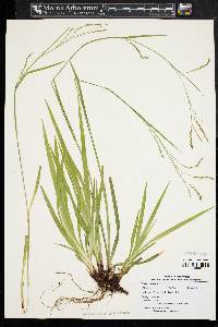 Carex arctata image