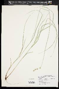 Carex argyrantha image