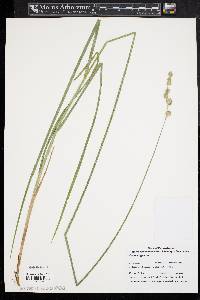 Carex argyrantha image