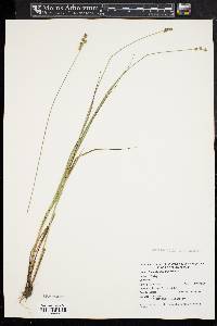 Carex atlantica subsp. atlantica image