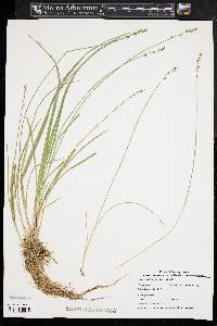 Carex atlantica subsp. atlantica image